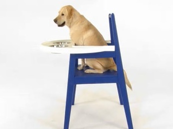 Funny April Fools photo advertisement Photo of dog in high chair for an Ikea prank.