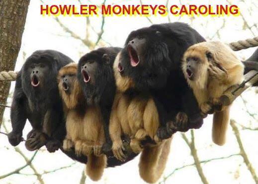 Clean Christmas Jokes: Photo of 6 howler monkeys sitting tightly together on a rope. Caption: HOWLER MONEYS CAROLING
