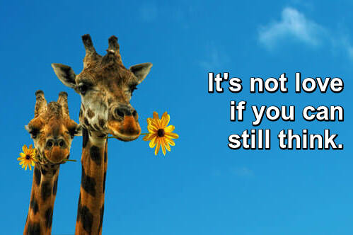 Funny photo of 2 giraffes with saying Photo: two giraffes with a yellow daisy in each mouth against a clear blue sky. Caption: "It's not love if you can still think."