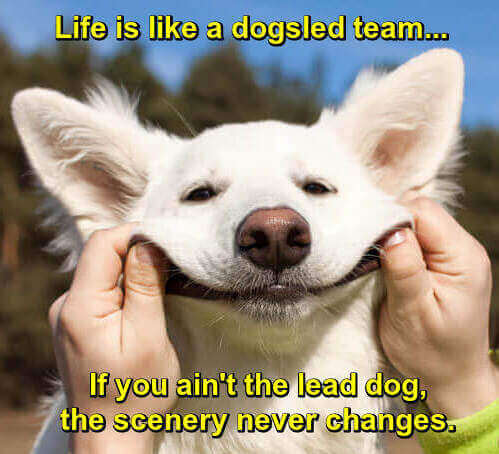 Photo: White dog being made to smile by two human hands. Caption: "Life is like a dogsled team. If you ain't the lead dog, the scenery never changes."
