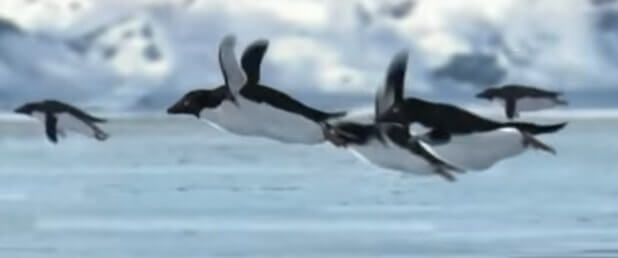 Funny fake photo for April Fools Day April Fool Jokes: Image of doctored photo of penguins flying. (Penguins don't fly!)